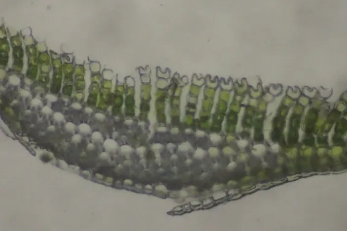 © Richard Vandersteen